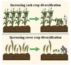 Graphic showing examples of increasing cash crop and cover crop diversification.