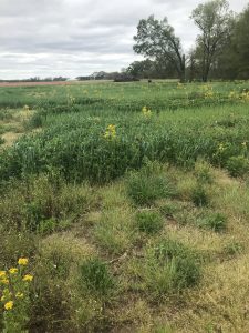 Field photo showing example of cover crops.