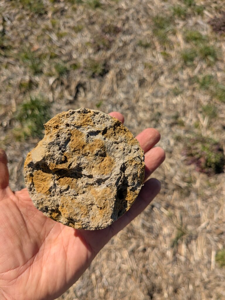Soil core dissection with brown mottles