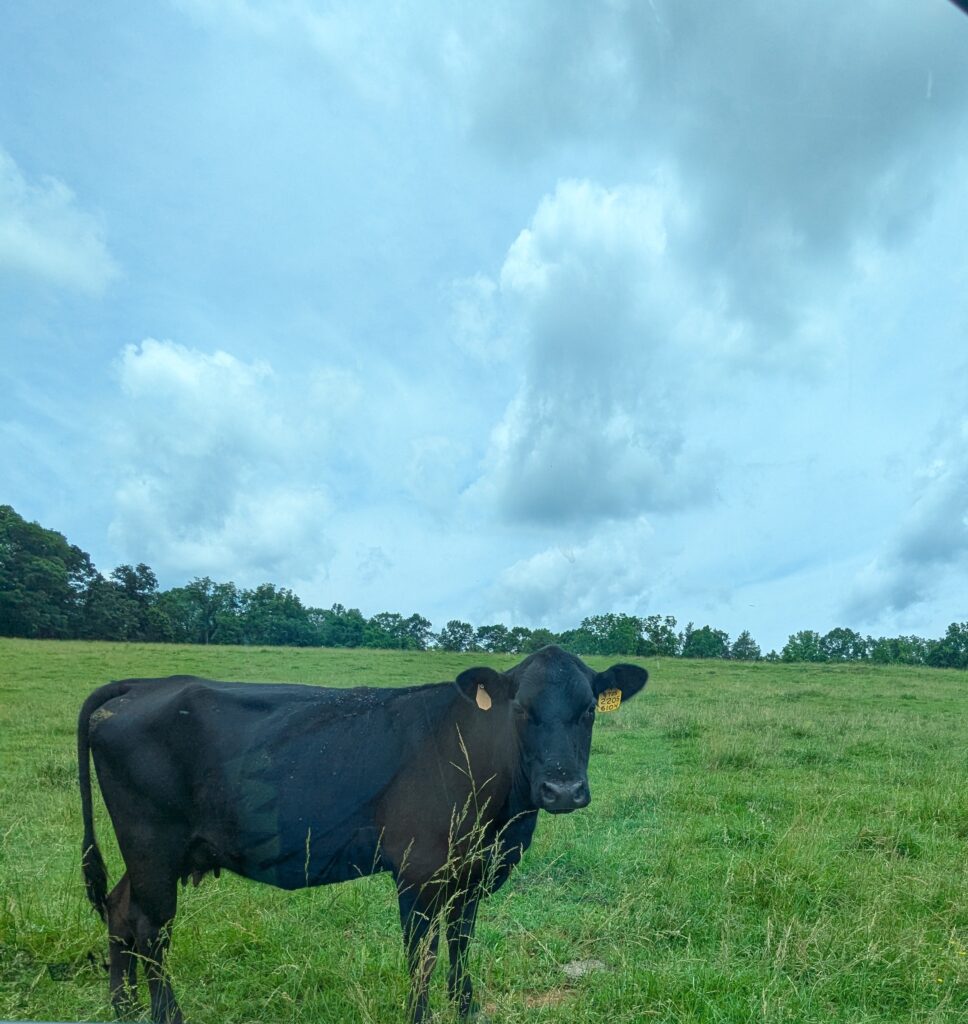 A cow standing in the pasture field