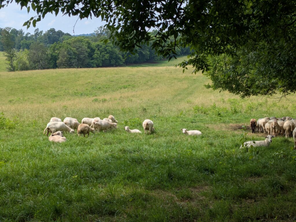 Sheep resting in the shade of a pasture field