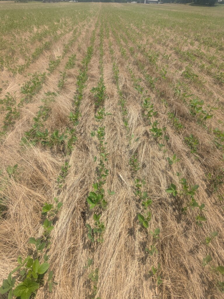 No-till soybean emerging from a roller crimped plot of cereal rye