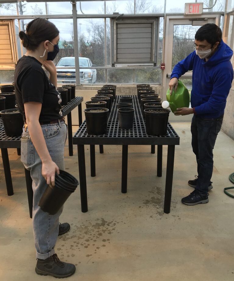 Two students tending to plant containers in greenhouse. 