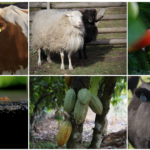 Mosaic research photo including cows, sheep tomatos, and fire ants