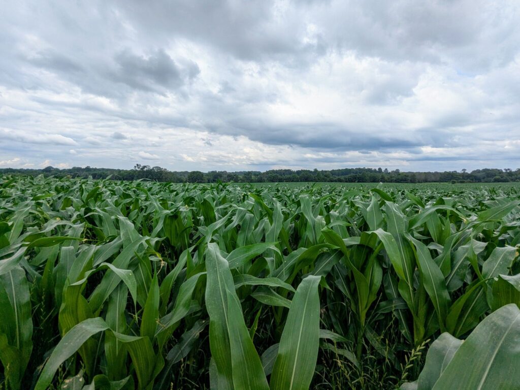 A green cornfield in middle tennessee