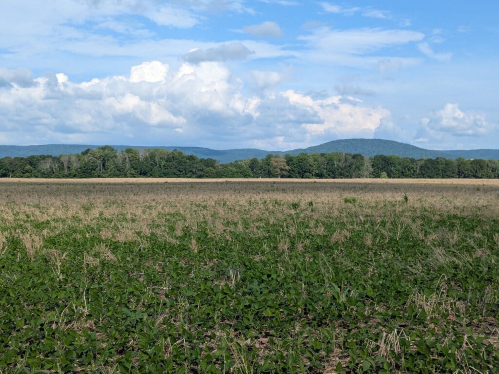 A no-till soybean field in Tennessee