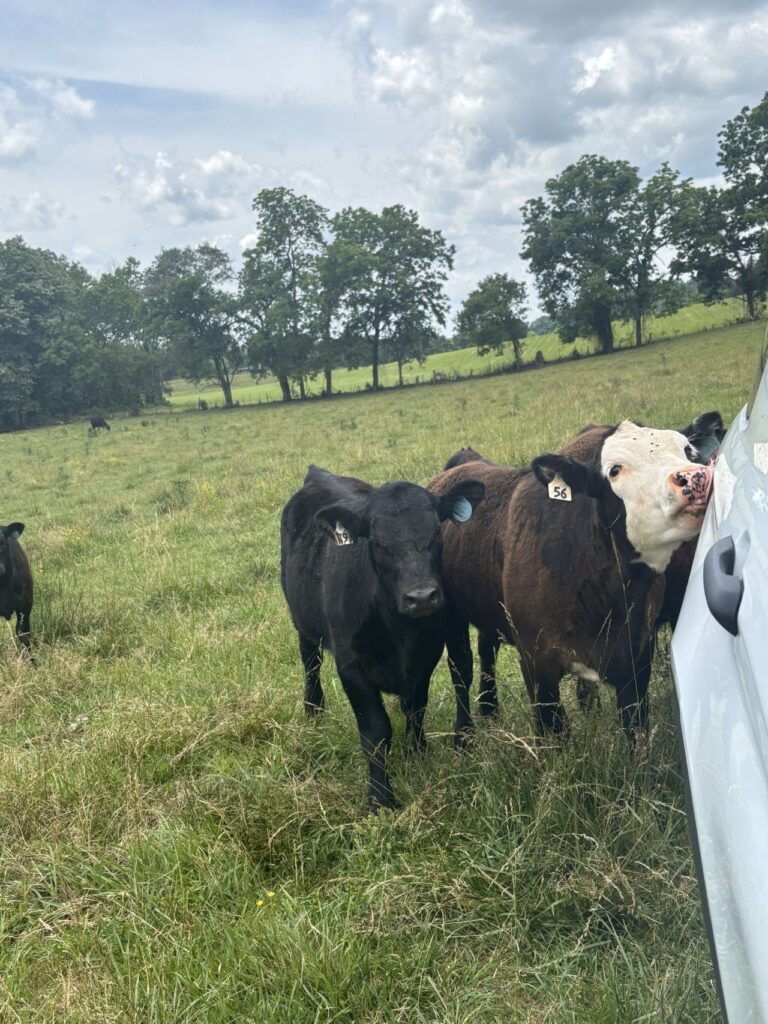 The cattle are drawn toward the truck in this photograph, which was taken during field sampling.