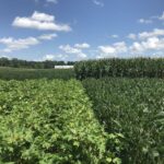 A photo of the field showing cotton, soybean, and corn plots