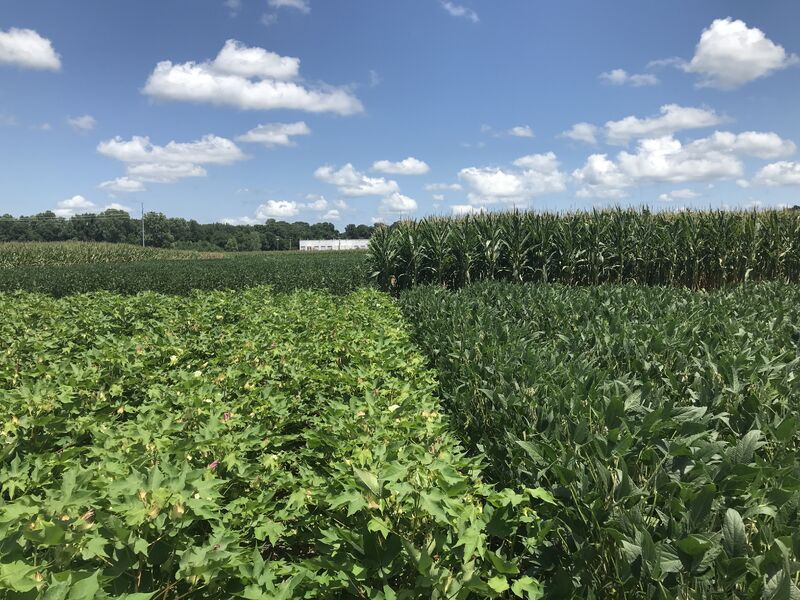 A photo of the field showing cotton, soybean, and corn plots